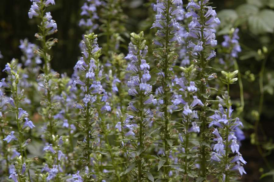 Lobelia siphilitica (Blue lobelia) - Marginal Pond Plants - MBP072