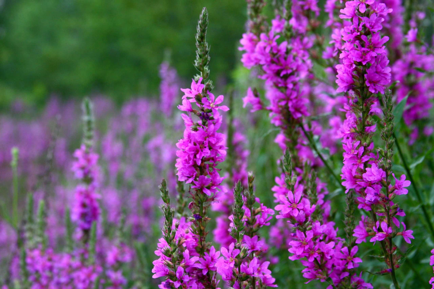 Lincolnshire Pond Plants Bee Marginal 8 Pack - BF801