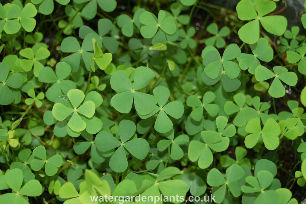 Marsilea quadrifolia (Water shamrock or Upright water clover) - Marginal Oxygenating Pond Plants - OX014