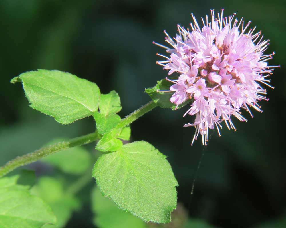 Lincolnshire Pond Plants Native Pack - NNL01