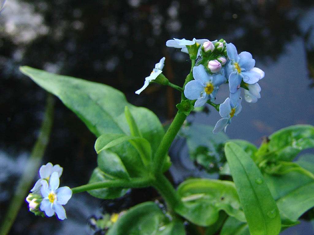 Lincolnshire Pond Plants Native Pack Potted - NNL02