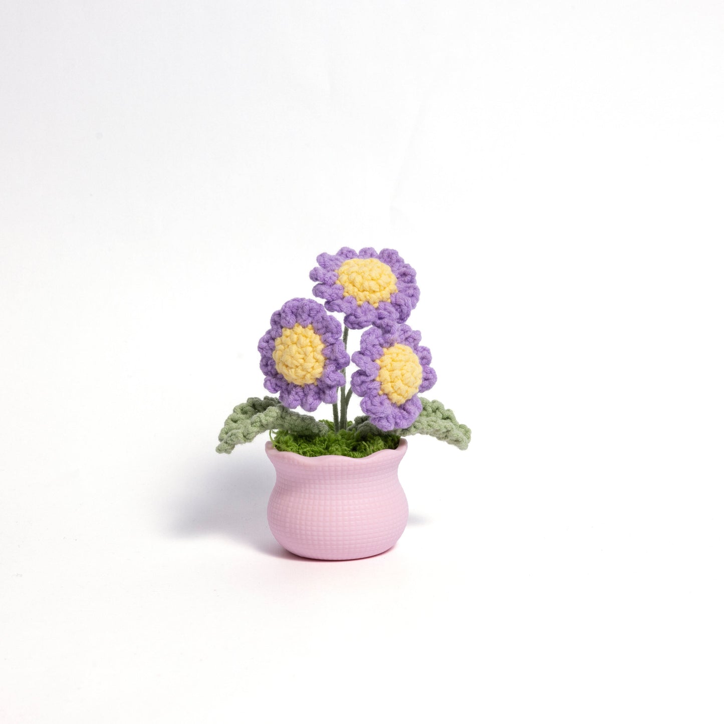 Daisy Pot Plant