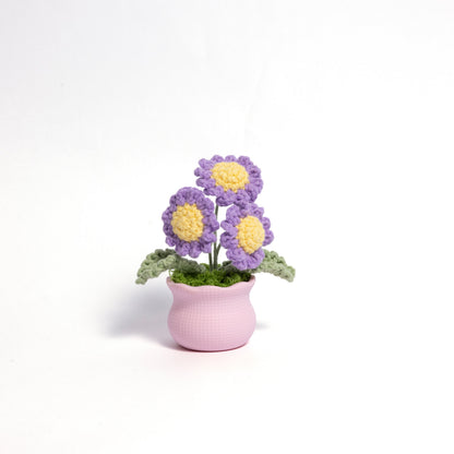 Daisy Pot Plant