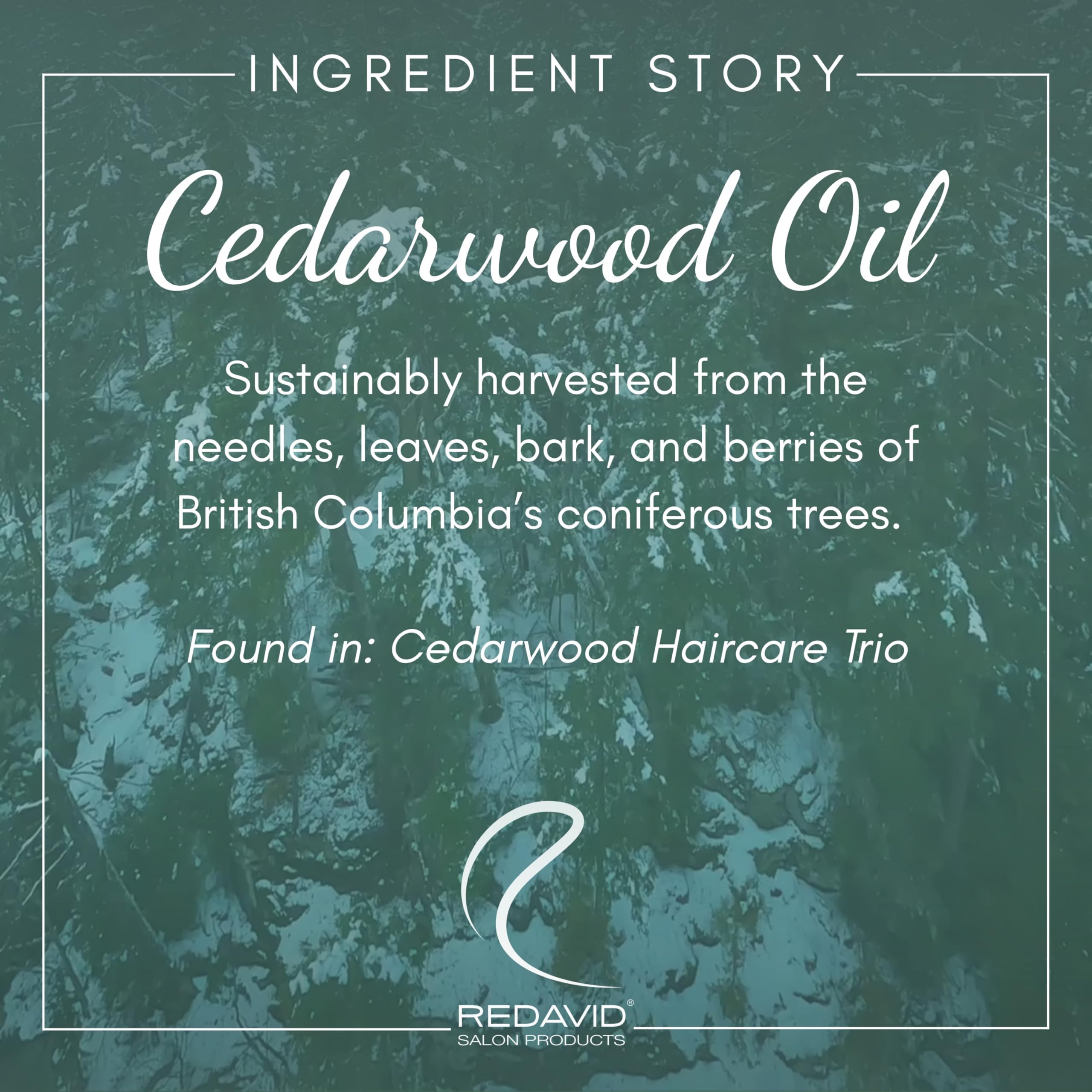 Redavid Cedarwood Weightless Shampoo – Hemp Seed Oil & Orchid Oil for Fine & Men's Hair | 1L | Paraben-Free