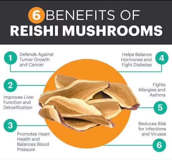 Organic Reishi Tincture for HEART,CHOLESTEROL, BLOOD PRESSURE/SUGAR & ECZEMA
