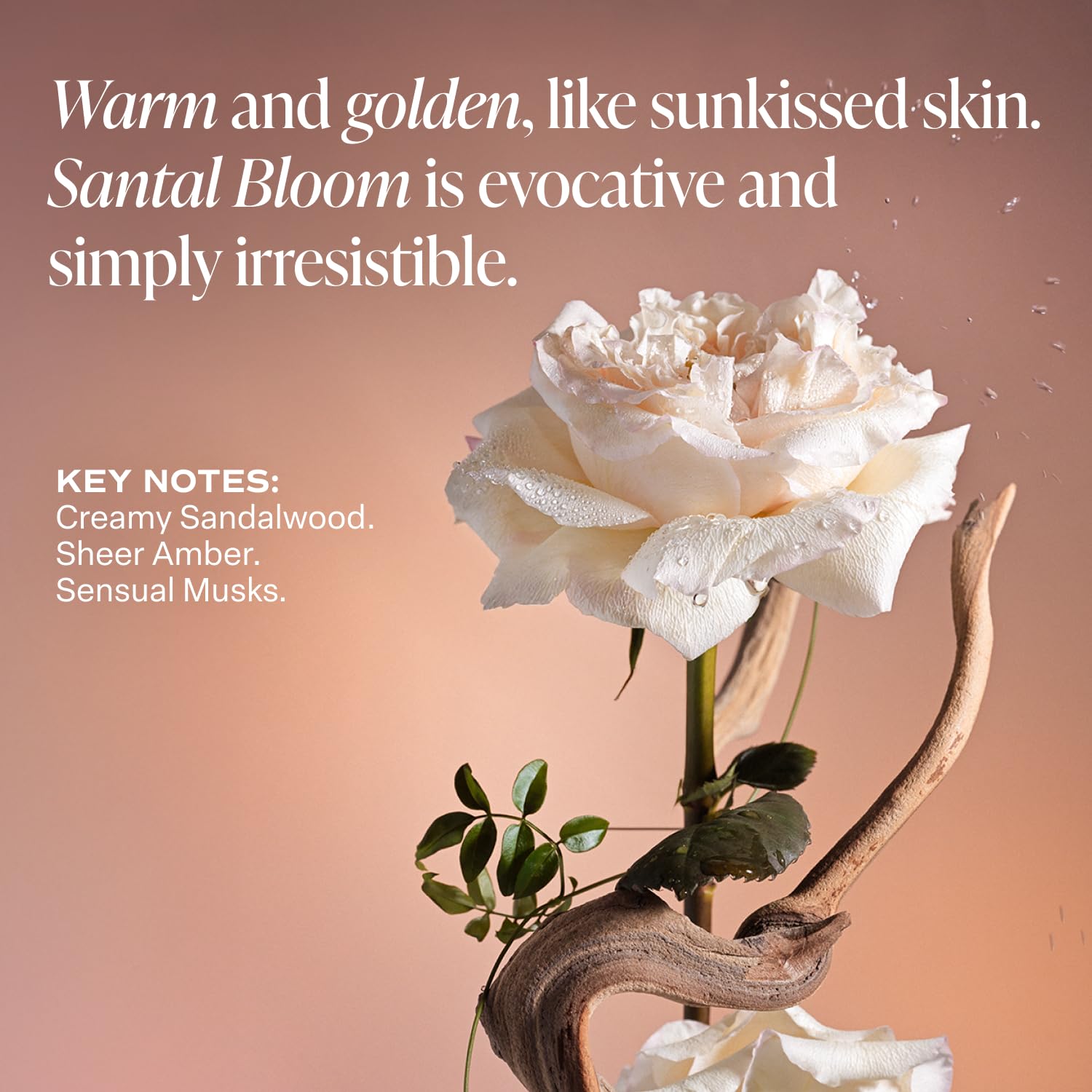 Saltair Body Lotion – 2 Pack, Santal Bloom Hydrating Cream for All Skin Types