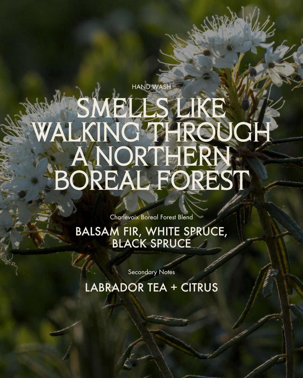 Sans Savon Hand Wash – Deeply Nourishing, Soap-Free Micellar Cleanser with Boreal Forest Scent