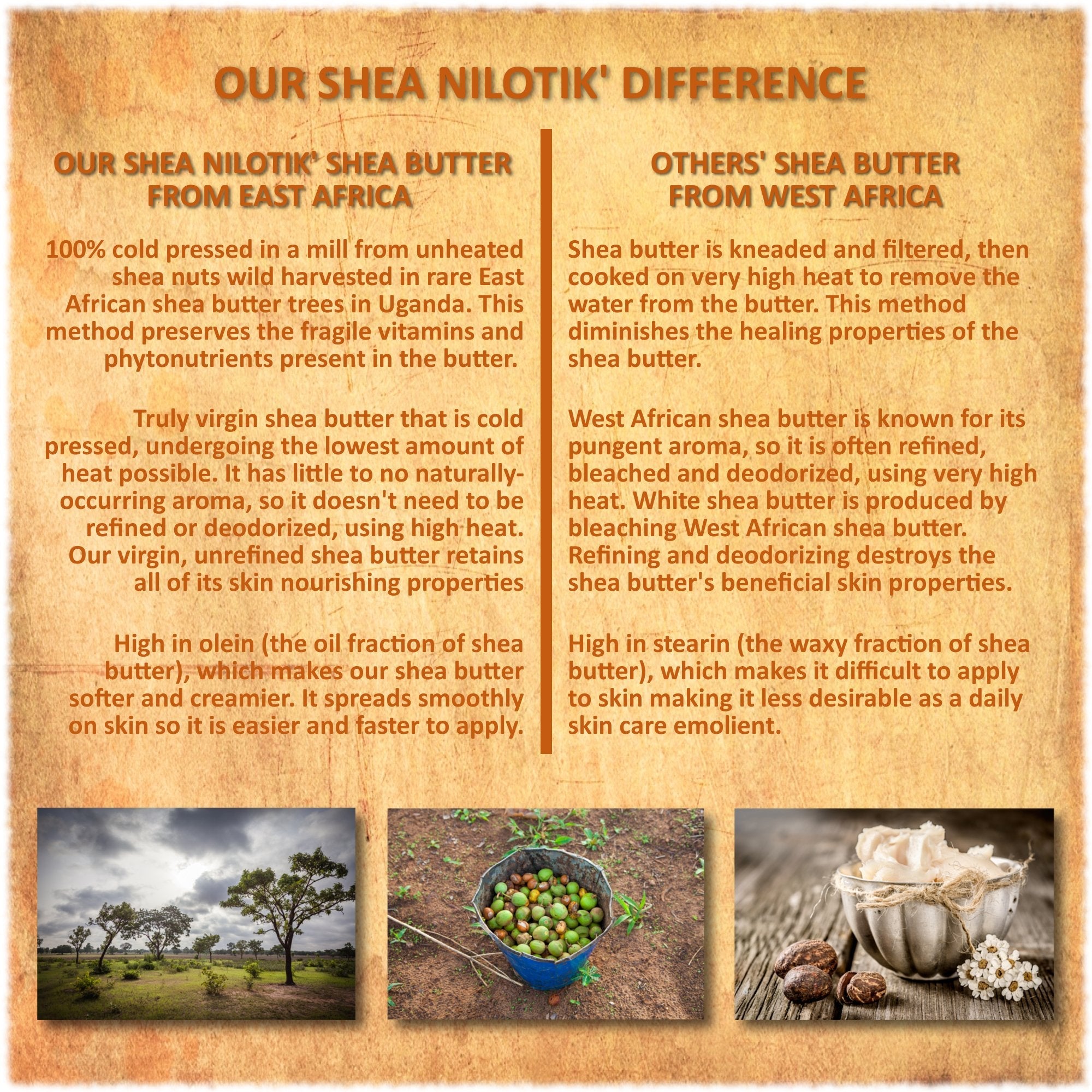 Shea Terra Organics Nilotik’ Shea Butter Lotion – Mongongo Banana | Ultra-Rich Daily Moisturizer 16 oz