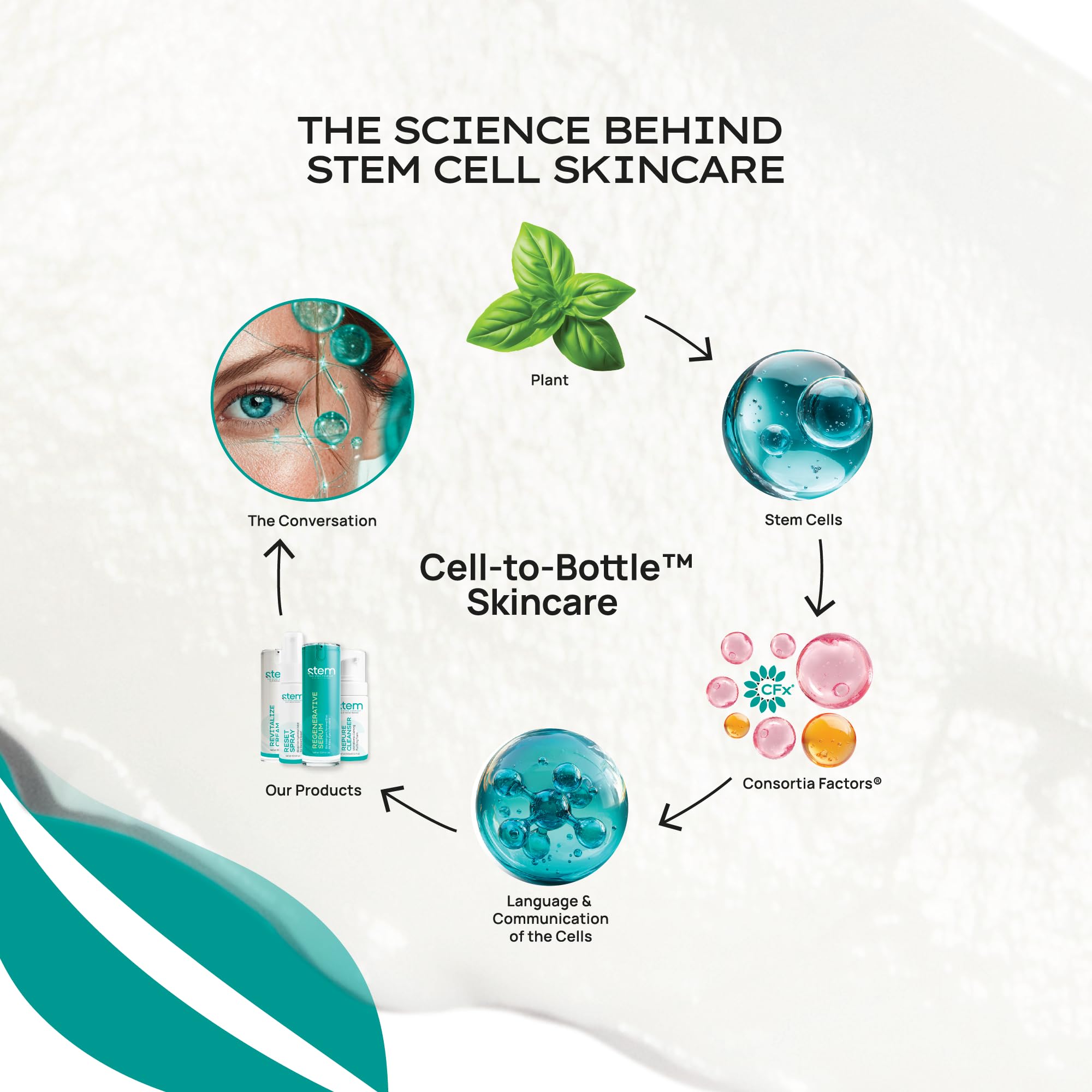 ReVitalize Night Cream — Stem Cell Serum & Niacinamide Moisturizer | STEM Natural Intelligence