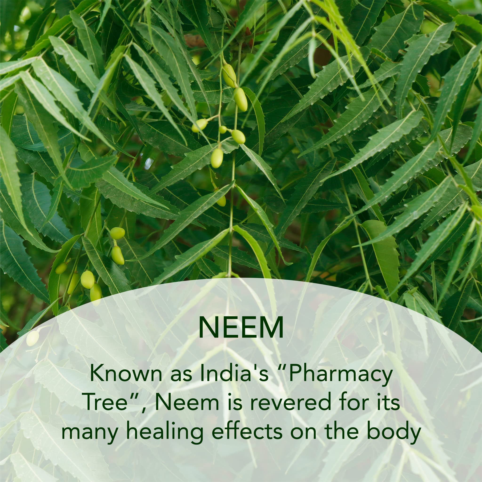 SUNDARI Neem Night Cream – Hydrating Night Moisturizer for All Skin Types | Wrinkle Repair & Radiance
