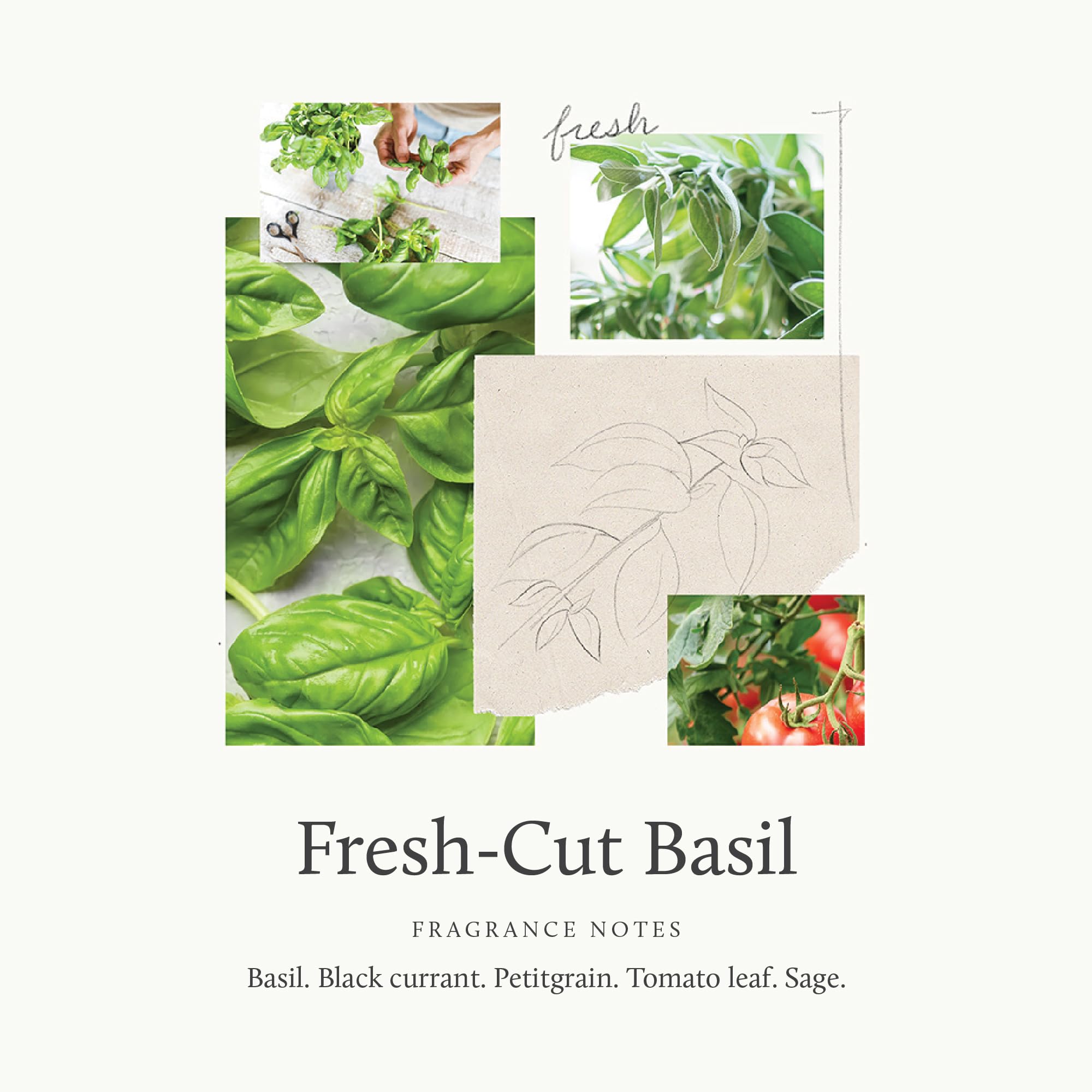 Thymes Hand Wash Refill | Fresh-Cut Basil Scented Liquid Soap, Deeply Cleansing & Hydrating, Plant-Based, 24.5 fl oz