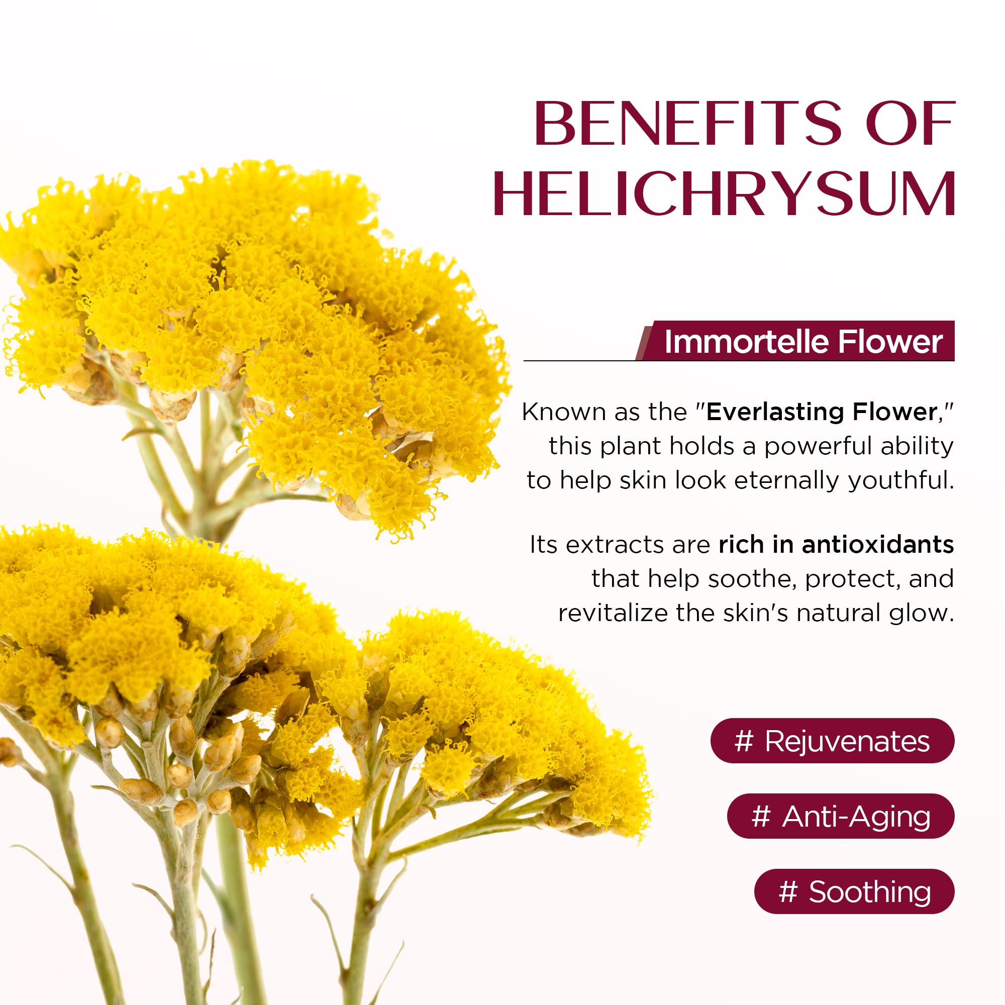 Vigority Helichrysum Balm – Restorative Arnica & Calendula Cream for Face & Body (2-Pack, 6.8 oz)