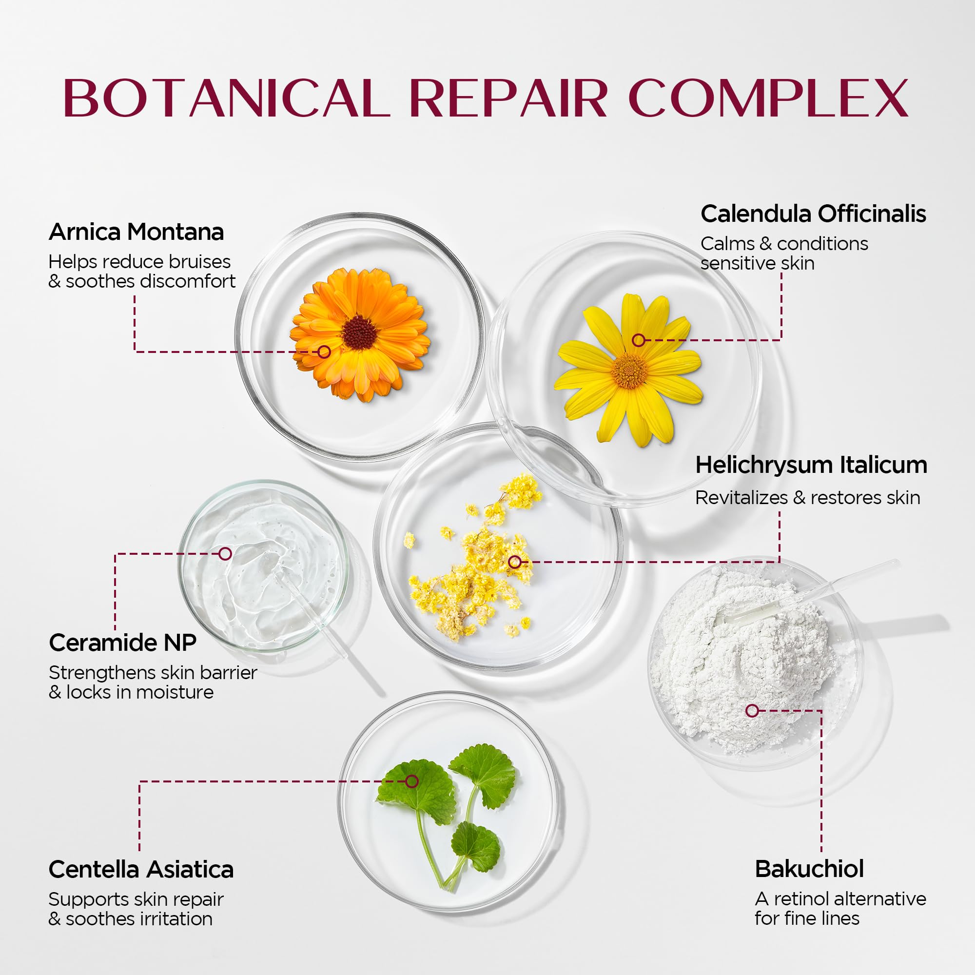 Vigority Helichrysum Balm – Restorative Arnica & Calendula Cream for Face & Body (2-Pack, 6.8 oz)