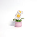 Daisy Pot Plant