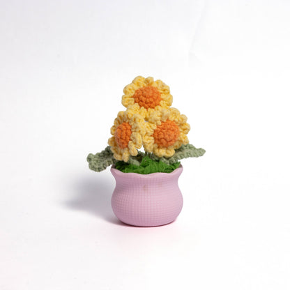 Daisy Pot Plant